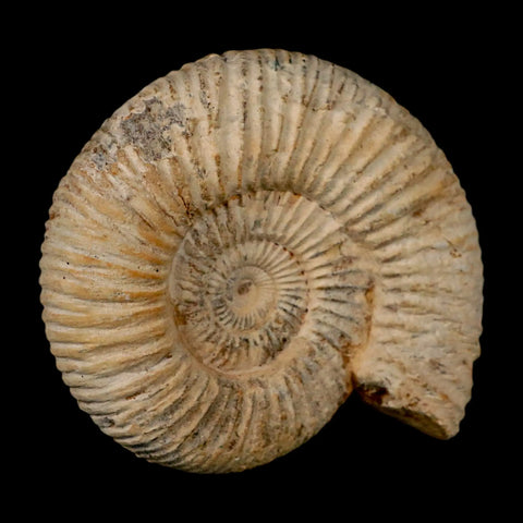 97MM Perisphinctes Ammonite Fossil Nautilus Madagascar Jurassic Age COA - Fossil Age Minerals