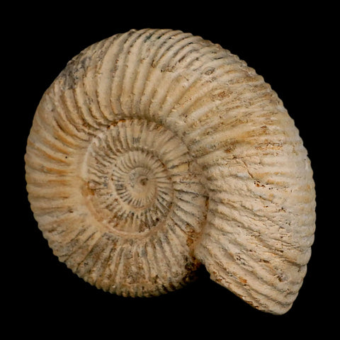 97MM Perisphinctes Ammonite Fossil Nautilus Madagascar Jurassic Age COA - Fossil Age Minerals