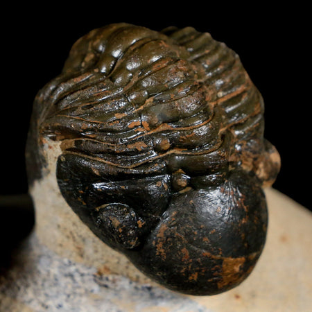 Two 3.4" Reedops Cephalotes Trilobite Fossil Devonian Age Lghaft Morocco COA