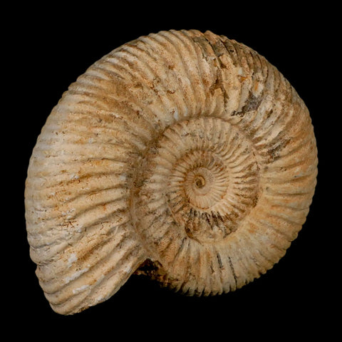97MM Perisphinctes Ammonite Fossil Nautilus Madagascar Jurassic Age COA - Fossil Age Minerals