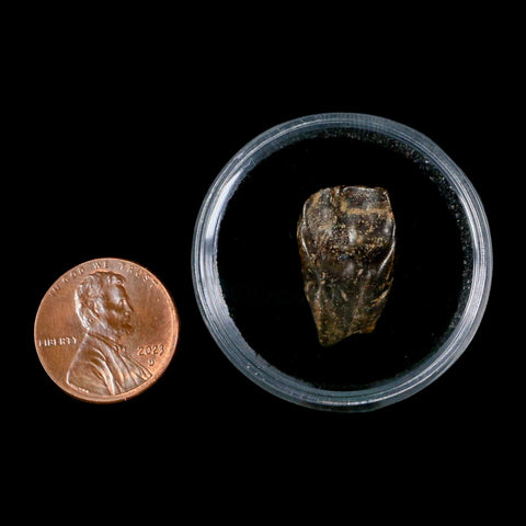 XL 0.8" Triceratops Fossil Tooth Hell Creek FM Cretaceous Dinosaur Montana COA Stand - Fossil Age Minerals