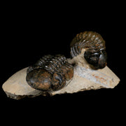 Two 3.4" Reedops Cephalotes Trilobite Fossil Devonian Age Lghaft Morocco COA