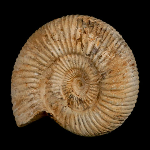 97MM Perisphinctes Ammonite Fossil Nautilus Madagascar Jurassic Age COA - Fossil Age Minerals