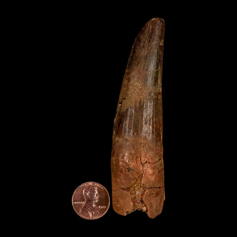 XL 3.8" Spinosaurus Fossil Tooth 100 Million Years Old Cretaceous Dinosaur COA