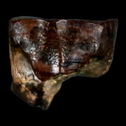 0.6" Triceratops Fossil Tooth Hell Creek FM Cretaceous Dinosaur Montana COA Stand