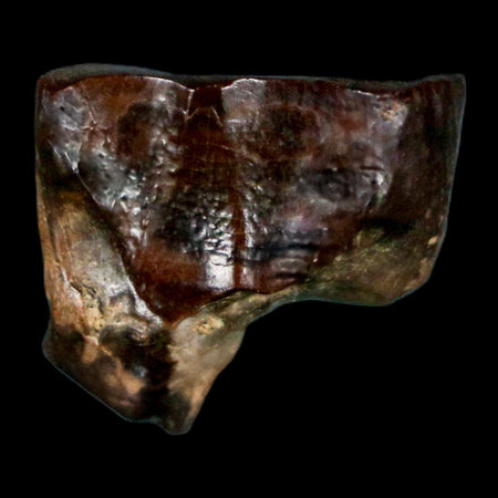 0.6" Triceratops Fossil Tooth Hell Creek FM Cretaceous Dinosaur Montana COA Stand