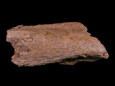 8" Torosaurus Ilium Bone Fossil Lance Creek FM Cretaceous Dinosaur Wyoming COA - Fossil Age Minerals