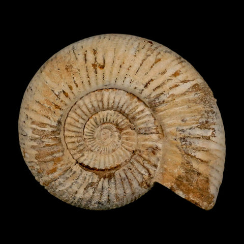 97MM Perisphinctes Ammonite Fossil Nautilus Madagascar Jurassic Age COA - Fossil Age Minerals