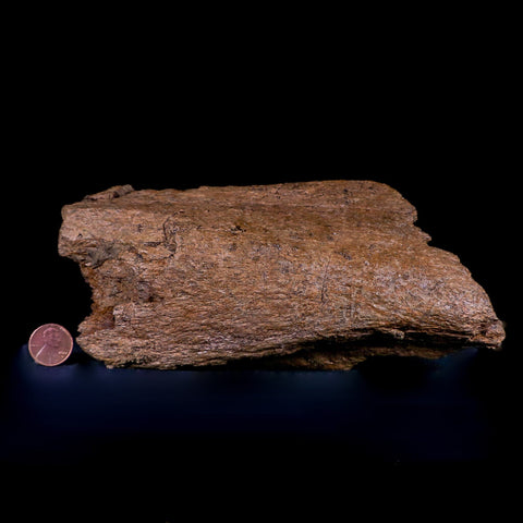 8" Torosaurus Ilium Bone Fossil Lance Creek FM Cretaceous Dinosaur Wyoming COA - Fossil Age Minerals