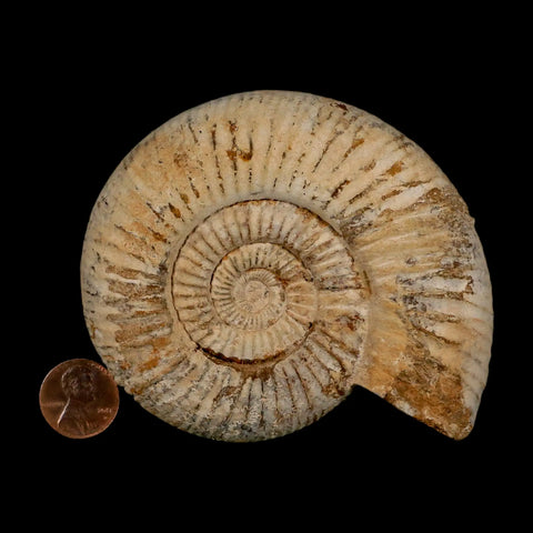 97MM Perisphinctes Ammonite Fossil Nautilus Madagascar Jurassic Age COA - Fossil Age Minerals