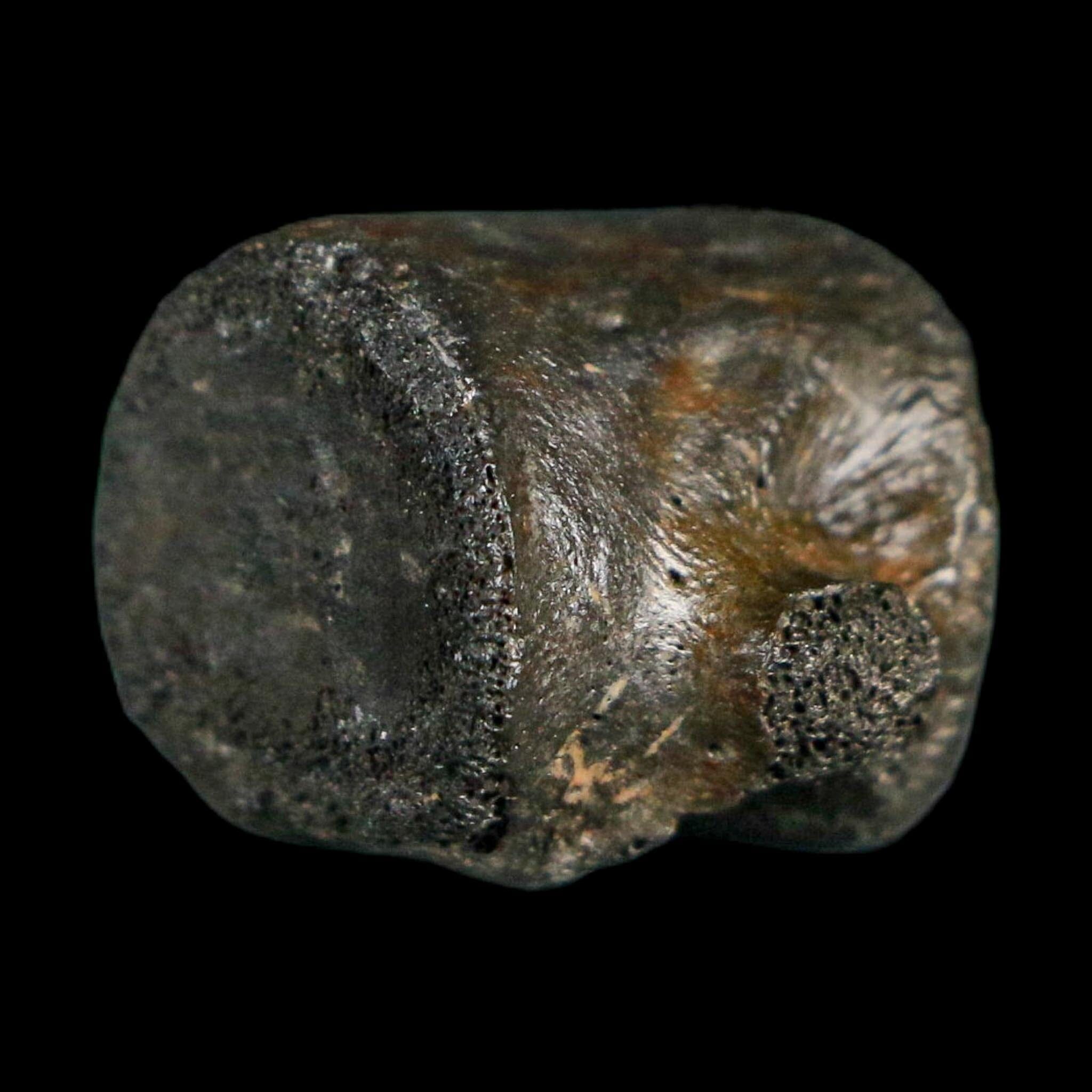 0.7" Champsosaurus Gigas Reptile Fossil Vertebrae Cretaceous Hell Creek FM MT COA