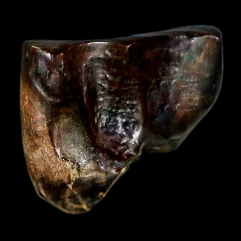0.6" Triceratops Fossil Tooth Hell Creek FM Cretaceous Dinosaur Montana COA Stand - Fossil Age Minerals