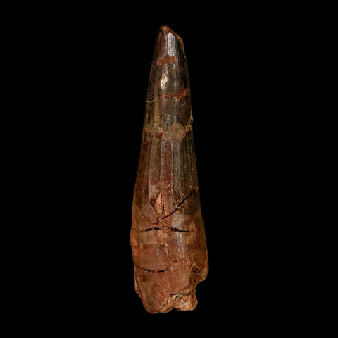 XL 3.8" Spinosaurus Fossil Tooth 100 Million Years Old Cretaceous Dinosaur COA