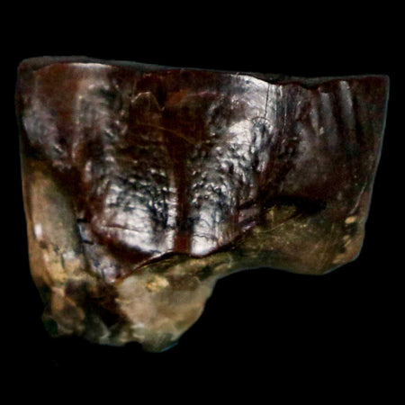 0.6" Triceratops Fossil Tooth Hell Creek FM Cretaceous Dinosaur Montana COA Stand