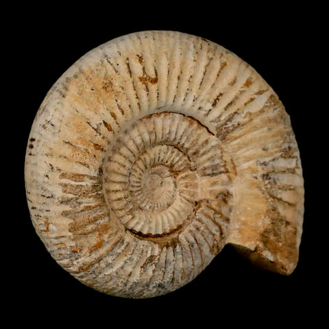 97MM Perisphinctes Ammonite Fossil Nautilus Madagascar Jurassic Age COA - Fossil Age Minerals