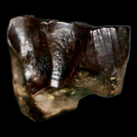 0.6" Triceratops Fossil Tooth Hell Creek FM Cretaceous Dinosaur Montana COA Stand - Fossil Age Minerals