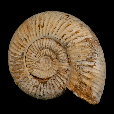 97MM Perisphinctes Ammonite Fossil Nautilus Madagascar Jurassic Age COA - Fossil Age Minerals