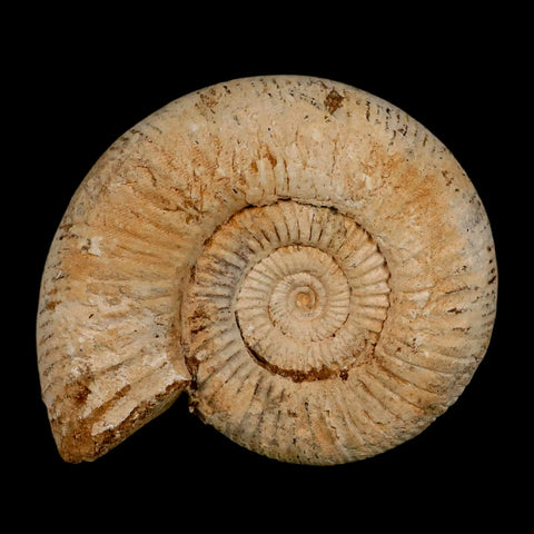 97MM Perisphinctes Ammonite Fossil Nautilus Madagascar Jurassic Age COA - Fossil Age Minerals
