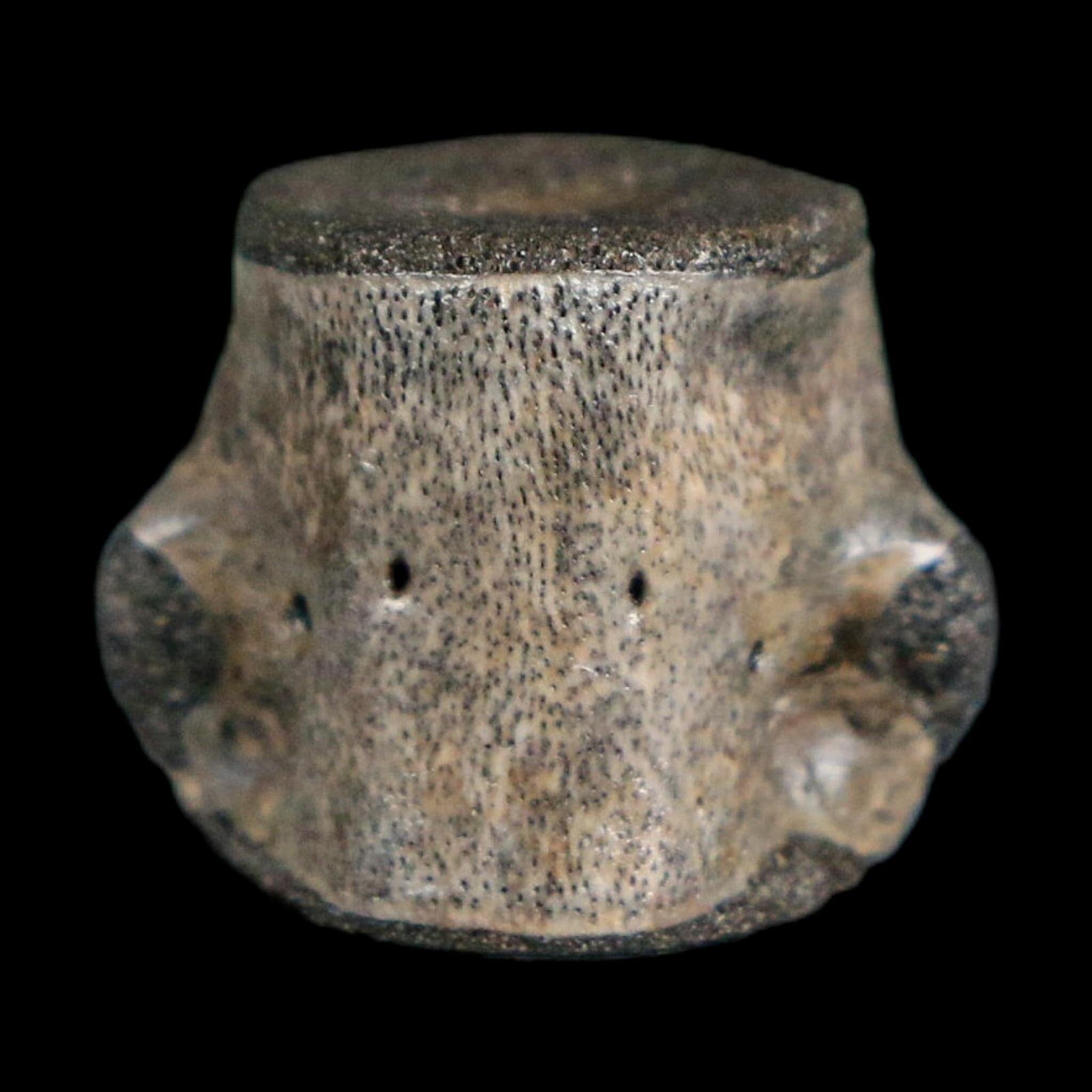 0.6" Champsosaurus Gigas Reptile Fossil Vertebrae Cretaceous Hell Creek FM MT COA