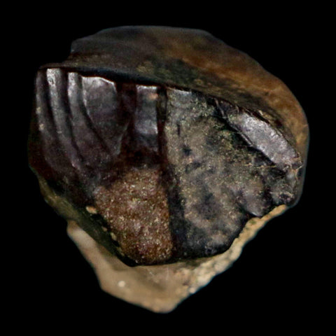 0.6" Triceratops Fossil Tooth Hell Creek FM Cretaceous Dinosaur Montana COA Stand - Fossil Age Minerals