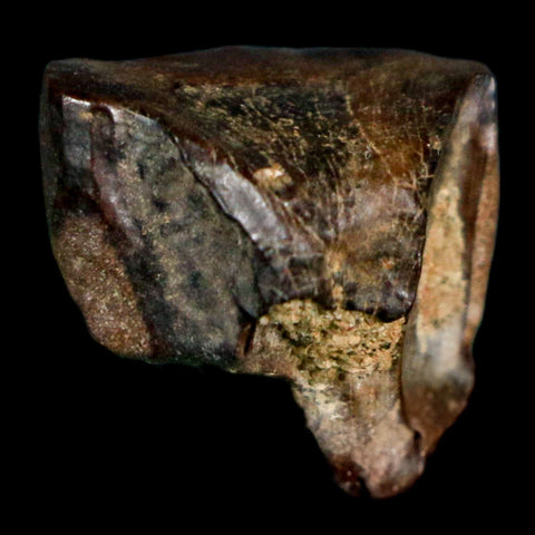 0.6" Triceratops Fossil Tooth Hell Creek FM Cretaceous Dinosaur Montana COA Stand - Fossil Age Minerals