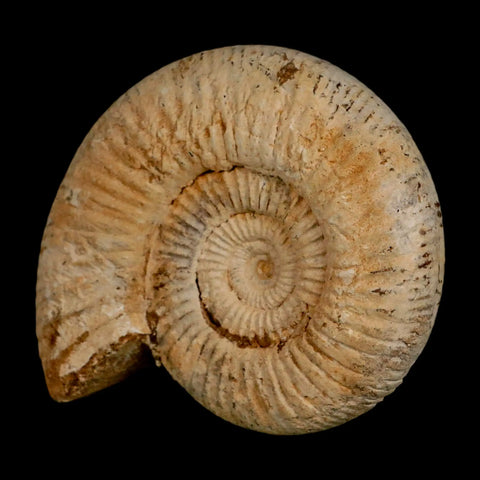 97MM Perisphinctes Ammonite Fossil Nautilus Madagascar Jurassic Age COA - Fossil Age Minerals