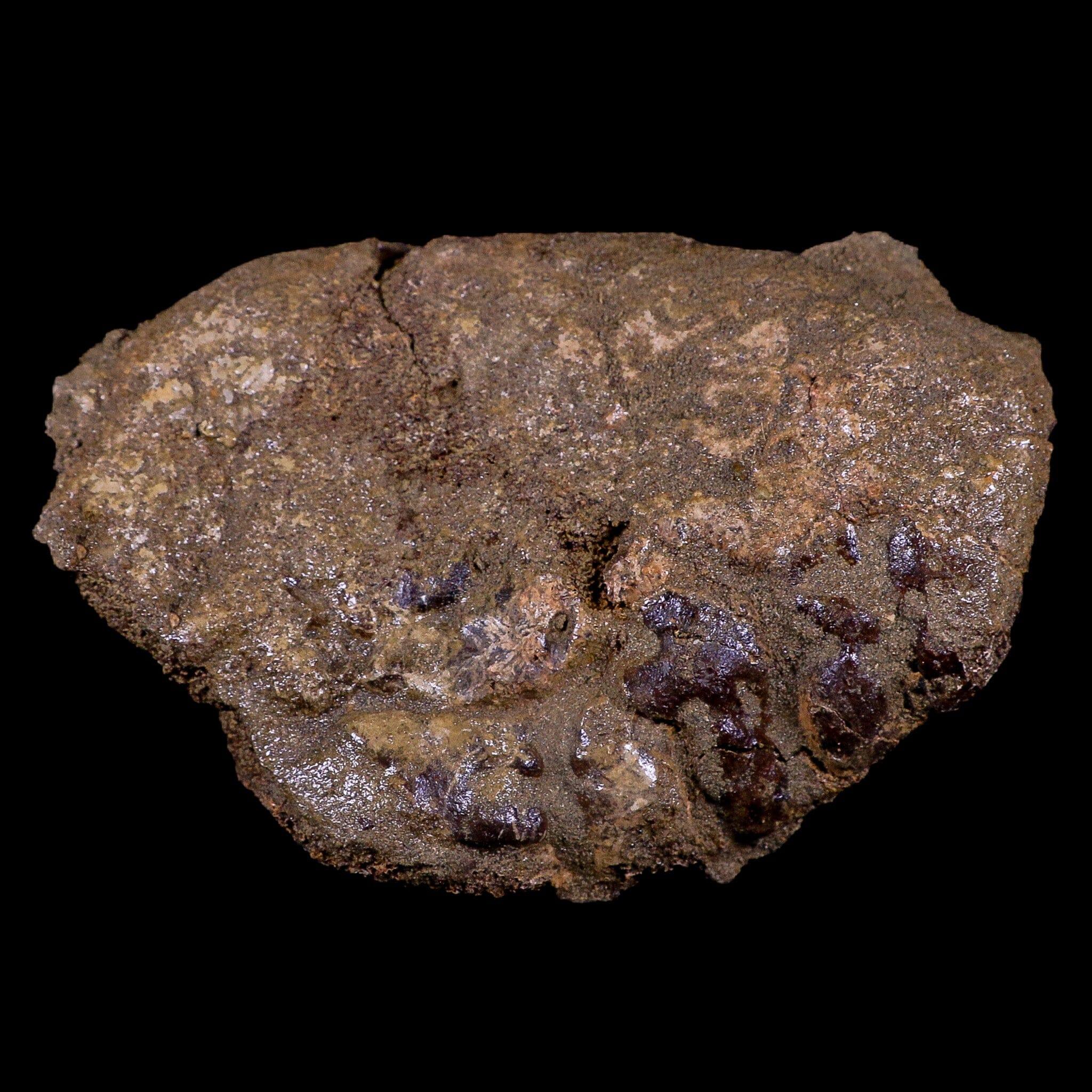 4.7" Torosaurus Vertebrae Bone Fossil Lance Creek FM Cretaceous Dinosaur WY COA - Fossil Age Minerals