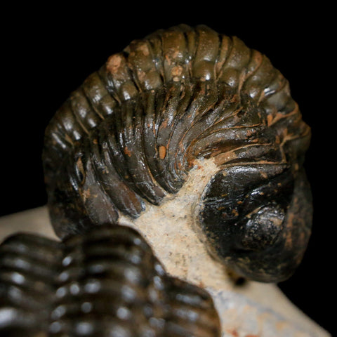 Two 3.4" Reedops Cephalotes Trilobite Fossil Devonian Age Lghaft Morocco COA - Fossil Age Minerals