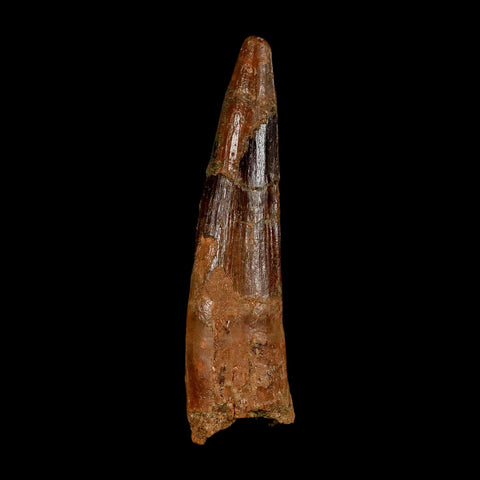 XL 3.7" Spinosaurus Fossil Tooth 100 Million Years Old Cretaceous Dinosaur COA