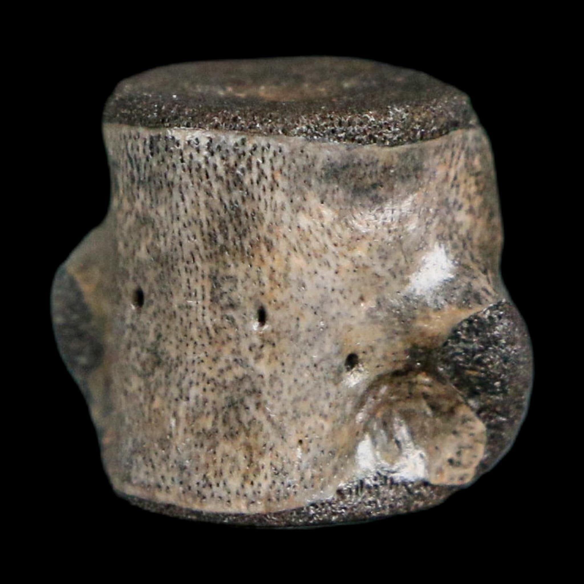 0.6" Champsosaurus Gigas Reptile Fossil Vertebrae Cretaceous Hell Creek FM MT COA