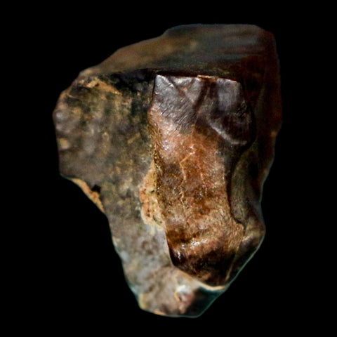 0.6" Triceratops Fossil Tooth Hell Creek FM Cretaceous Dinosaur Montana COA Stand - Fossil Age Minerals