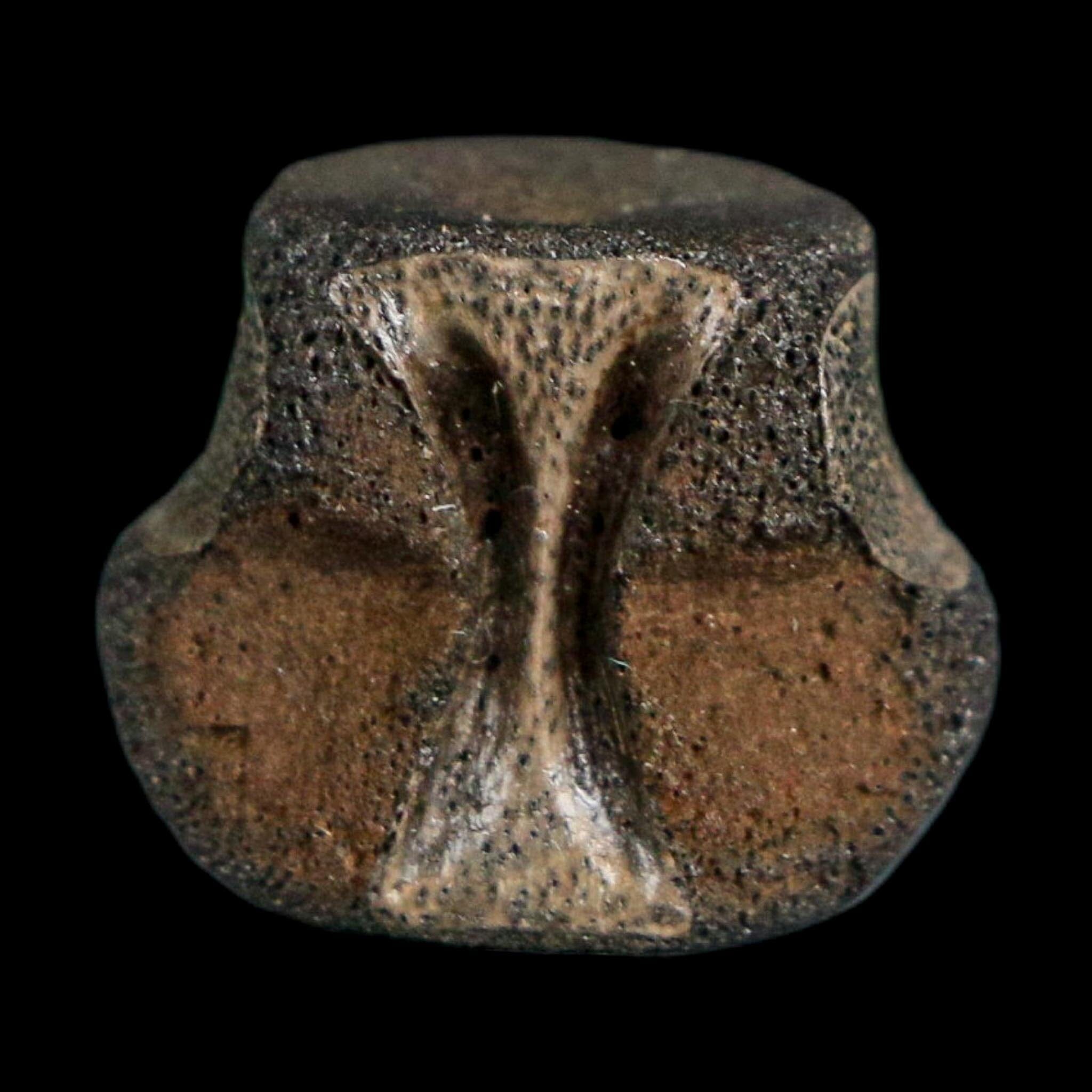 0.6" Champsosaurus Gigas Reptile Fossil Vertebrae Cretaceous Hell Creek FM MT COA