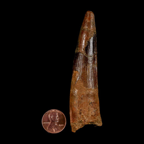 XL 3.7" Spinosaurus Fossil Tooth 100 Million Years Old Cretaceous Dinosaur COA