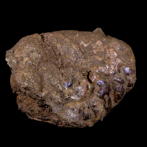 4.7" Torosaurus Vertebrae Bone Fossil Lance Creek FM Cretaceous Dinosaur WY COA - Fossil Age Minerals
