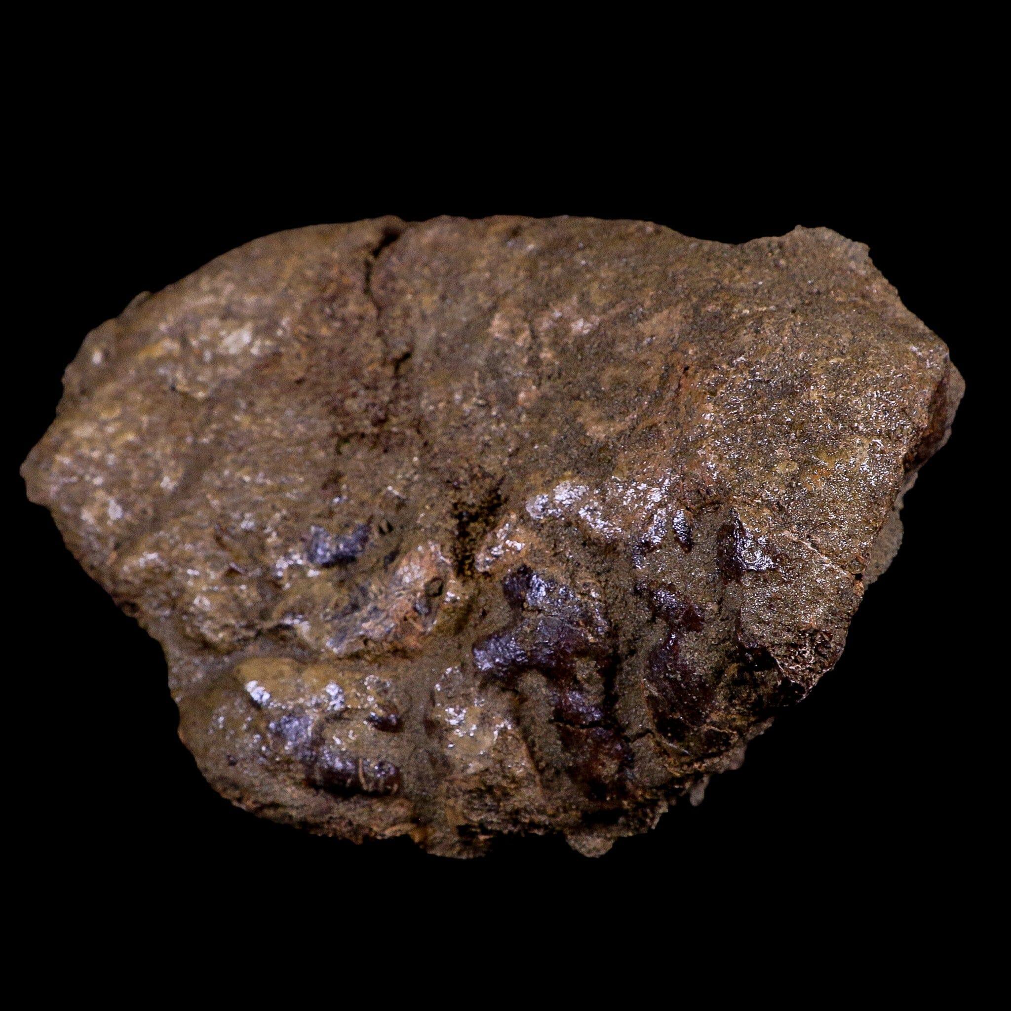 4.7" Torosaurus Vertebrae Bone Fossil Lance Creek FM Cretaceous Dinosaur WY COA - Fossil Age Minerals