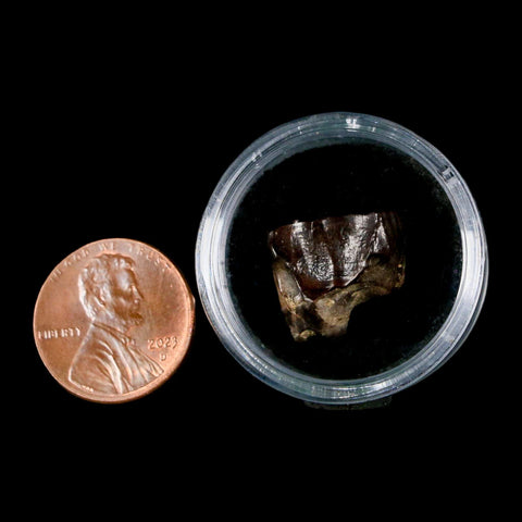 0.6" Triceratops Fossil Tooth Hell Creek FM Cretaceous Dinosaur Montana COA Stand - Fossil Age Minerals