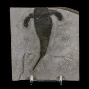 3.4" Eurypterus Sea Scorpion Fossil Eurypterid Silurian 420 Mil Yrs Old New York Stand