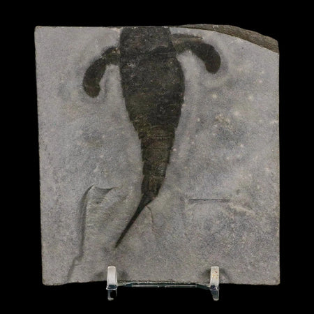 3.4" Eurypterus Sea Scorpion Fossil Eurypterid Silurian 420 Mil Yrs Old New York Stand