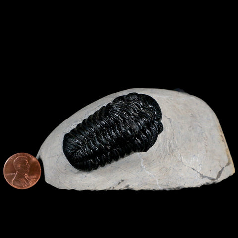 Two 2.7" Phacops Boeckops Stelcki Trilobite Fossil Devonian Age Morocco COA - Fossil Age Minerals