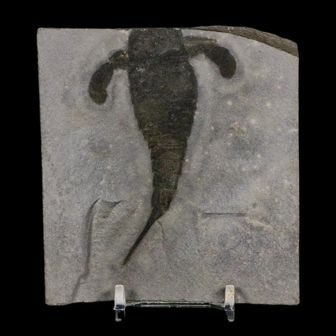 3.4" Eurypterus Sea Scorpion Fossil Eurypterid Silurian 420 Mil Yrs Old New York Stand - Fossil Age Minerals