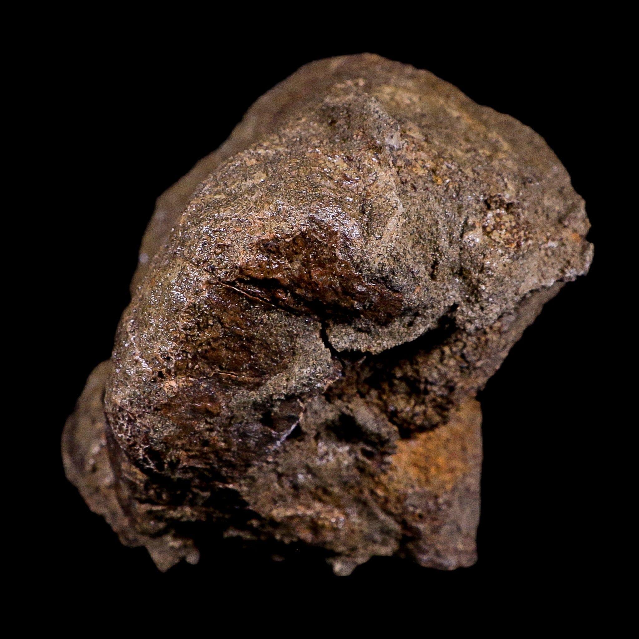 4.7" Torosaurus Vertebrae Bone Fossil Lance Creek FM Cretaceous Dinosaur WY COA - Fossil Age Minerals
