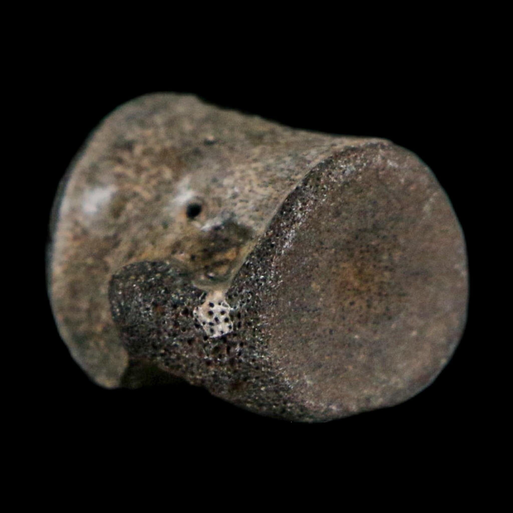 0.6" Champsosaurus Gigas Reptile Fossil Vertebrae Cretaceous Hell Creek FM MT COA