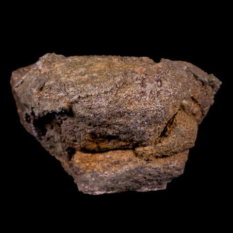 4.7" Torosaurus Vertebrae Bone Fossil Lance Creek FM Cretaceous Dinosaur WY COA - Fossil Age Minerals