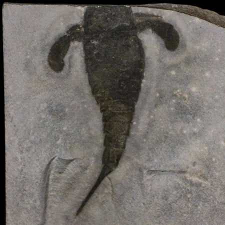3.4" Eurypterus Sea Scorpion Fossil Eurypterid Silurian 420 Mil Yrs Old New York Stand