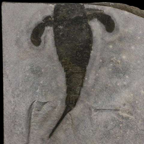 3.4" Eurypterus Sea Scorpion Fossil Eurypterid Silurian 420 Mil Yrs Old New York Stand - Fossil Age Minerals