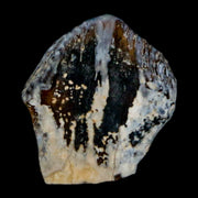 0.6" Triceratops Fossil Tooth Hell Creek FM Cretaceous Dinosaur Montana COA Stand