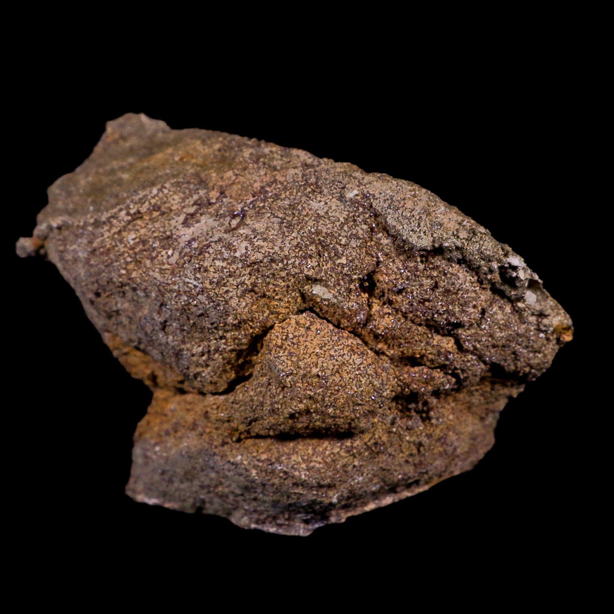 4.7" Torosaurus Vertebrae Bone Fossil Lance Creek FM Cretaceous Dinosaur WY COA - Fossil Age Minerals