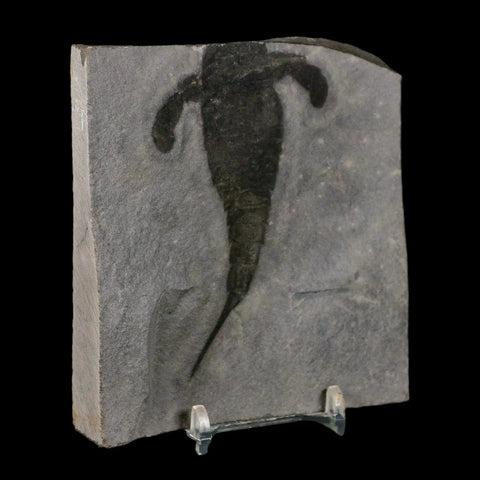 3.4" Eurypterus Sea Scorpion Fossil Eurypterid Silurian 420 Mil Yrs Old New York Stand - Fossil Age Minerals