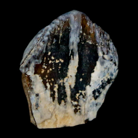 0.6" Triceratops Fossil Tooth Hell Creek FM Cretaceous Dinosaur Montana COA Stand