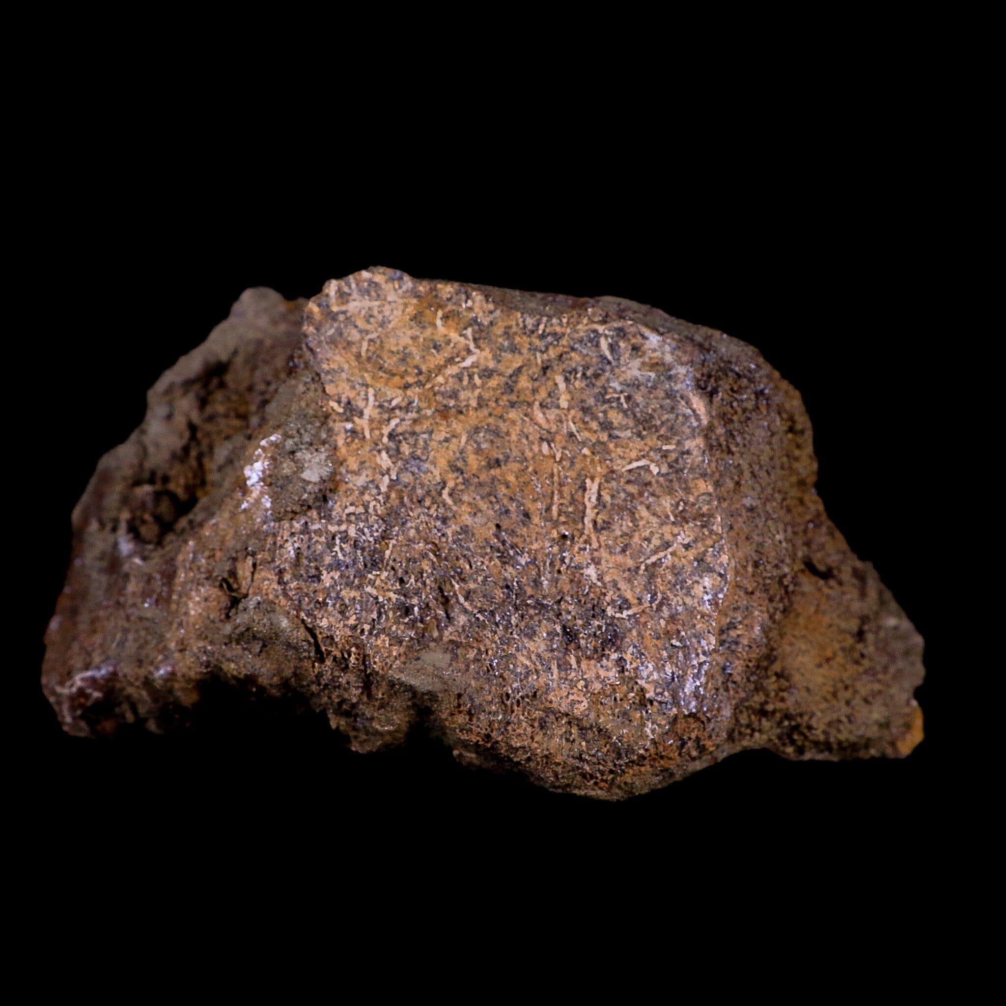4.7" Torosaurus Vertebrae Bone Fossil Lance Creek FM Cretaceous Dinosaur WY COA - Fossil Age Minerals